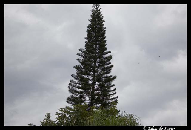 exd50-0610-06295-base