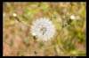 exd50-071007-12591-raw-base