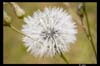 exd50-071007-12594-raw-base